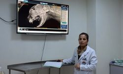 Yüksekten düşerek damağı yarılan kedi nadir uygulanan teknikle tedavi edildi