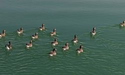 Kuş cenneti Erçek Gölü yaban kazlarına ev sahipliği yapıyor