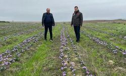 Tekirdağ’da safran üretimi yaygınlaşıyor
