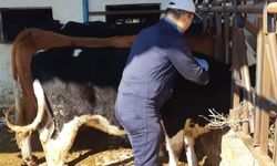 Aydın’da şap hastalığına karşı aşılama çalışmaları sürüyor