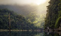 BM: Dünya, her yıl 10 milyon hektar tropikal orman kaybediyor