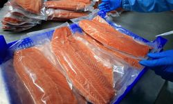 Doğu Karadeniz'in 10 aylık Türk somonu ihracatı 152 milyon doları aştı