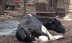 Şapa karşı en radikal koruma aşı: Aşılamayı ihmal etmeyin