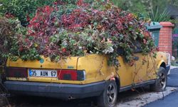 İzmir'de 8 yıldır park halindeki otomobili sarmaşıklar sardı