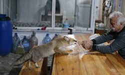 "Merdo" adını verdiği tilki ve ailesini elleriyle besliyor