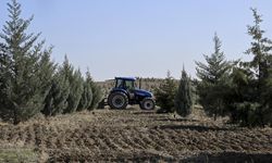 Ağaçlandırma seferberliğinin ilk yılında dikilen fidanlar ağaca dönüştü