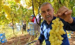 Sarıgöl’de üzüm fiyatları dibe vurdu