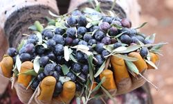 Kilis'te zeytin hasadı başladı