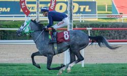 Tüyosu olan kazanır! 11 Kasım at yarışı tahminleri