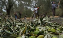 Zeytin hasadıyla tatil buluştu: Ayvalık ara tatilin gözdesi oldu