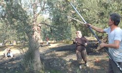 Balıkesir’de makineli hasat zeytinde verimi artırıyor