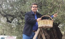 Dünya zeytin ağacı günü Manisa’da buruk geçti
