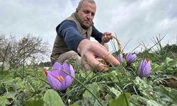Soğuk ve yağışlı hava ‘dünyanın en pahalı baharatı’nda hasat süresini uzattı