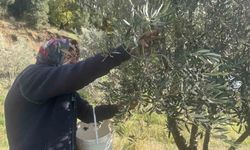 88 yaşındaki Emine nine zeytin hasadında