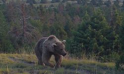 Sarıkamış ormanlarındaki yaban hayatı 19 yıldır yakın takipte