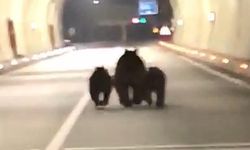 Amasra tünelinde 3 ayı görüntülendi
