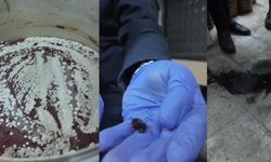 Bakkaldan skandal görüntüler: Ölü fareler, küflenmiş salça...