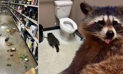 Tavandan düştü, içkileri içti, tuvalette sızdı: Rakunun gece macerası bakın nasıl bitti!