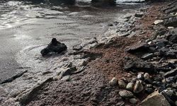 Tekirdağ'da poyraz nedeniyle sahilin bir kısmında kırmızı yosun birikti