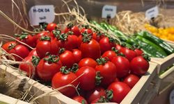 Türkiye'den yurt dışına sebzede en çok domates, salatalık ve biber tohumu gönderiliyor