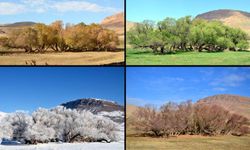 Mevsimler sandığımız kadar senkronize değil: Doğanın kendi ritmi var