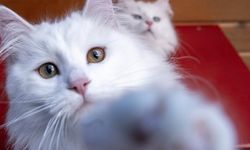 Kedilerin insanlarla iletişimi sahibinin cinsiyetine göre değişiklik gösterebiliyor