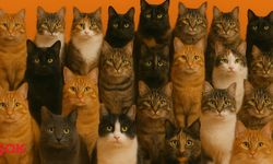 Dünya kedilerle doluymuş: Bilim insanlarından çarpıcı tablo!