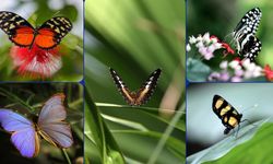 Şebiarus ziyaretçileri kelebeklerin tropikal dünyasını da keşfedecek