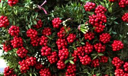 Kokina çiçeği anlamı nedir? Kokina çiçeği bakımı nasıl yapılır, ne zaman alınır?