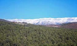 Uludağ eteklerinde oluşturulan bal ormanı arıcıları bekliyor