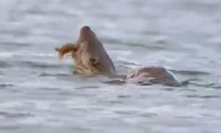 Su samuru avını yerken görüntülendi