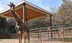Gaziantep Doğal Yaşam Parkı'nın simgelerinden zürafa "Şakir" öldü