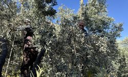 Artvin'de babalarından öğrendikleri yöntemle 45 yıldır zeytinyağı üretiyorlar