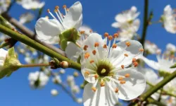 Cemre ne zaman düşecek? 2026 Cemre hangi tarihlerde düşecek? Havaya mı, suya mı, toprağa mı düşecek?