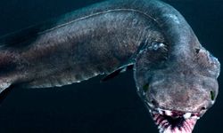 Dünyanın en büyük deniz yılanı keşfedildi: Köpek balıklarıyla besleniyor