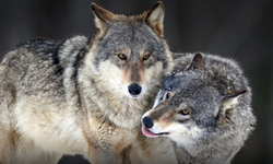 Binlerce yıllık sır ortaya çıktı: İnsan ve kurt ilişkisi yeniden şekilleniyor