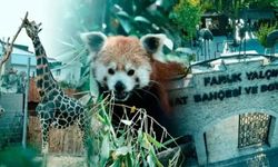 Bir dönem sona erdi! Darıca Hayvanat Bahçesi apar topar kapatıldı