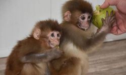 'Maymun işte' deyip geçme onlar birer istihbarat dahisi!