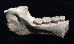 Bilim insanlarını heyecanlandıran keşif! 773 bin yıl öncesine ait insan fosilleri bulundu