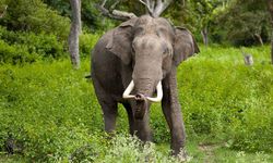 Hindistan'da 'seri katil' fil 17 kişinin ölümüne yol açtı