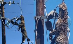 Elektrik direğine tırmanan leoparın acı sonu!