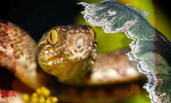 Dünyanın en tehlikeli yeri: Donanma bile zor yaklaşıyor!