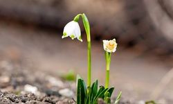 İlk cemre ne zaman düşecek? 2026 Cemre ne zaman ve nereye düşecek? İşte havaların ısınma tarihi!