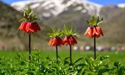 Cemre ne zaman düşecek? İlk cemre nereye düşecek? İşte 2026 cemre düşme tarihleri