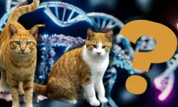 Doktorlar şaşkın! Sevimlilikleri yetmedi, kediler kanser çalışmalarında da öne çıktı