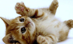 Patili yıkıcılar: Kediler her şeyi niye devirmeyi sever?