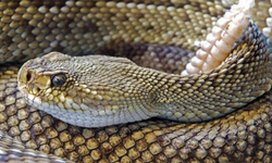 'Neden kendi türlerini yiyorlar?' Yılanlardaki yamyamlık davranışının sırrı çözüldü