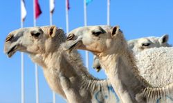 Suudi Arabistan 2 milyondan fazla deveye pasaport verecek