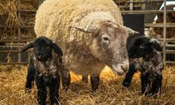 Dünyanın en yalnız koyunu anne oldu: Mutlu aile tablosu herkesi gülümsetiyor