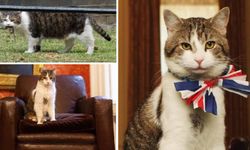 İngiltere'nin resmen 'Baş Fare Avcısı' unvanlı kedisi Larry meslekte 15. yılını doldurdu